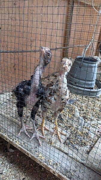 Aseel Chicks For Sale 6