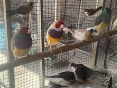 gouldian finch owl finch pied dove pathy for sale
