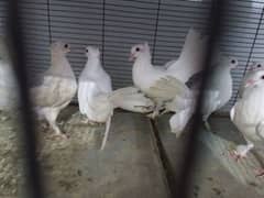 laka pigeon for sale|English fantail pair|healthy active, fresh laka