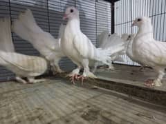 laka pigeon for sale|English fantail pair|healthy active, fresh laka