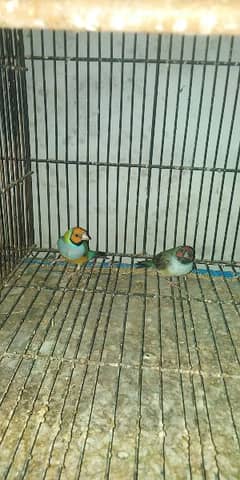 Goldian finch pair available for sale location chichawatni