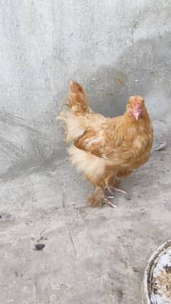 Golden Buff Hen | Egg Laying Golden Buff Hen