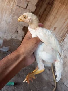 Aseel hera chicks pair age 2 month