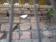 cage 1.5×3 and bird