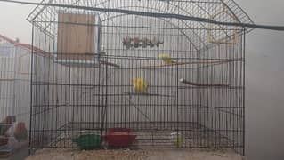 Huge cage with box with parrots for sale
