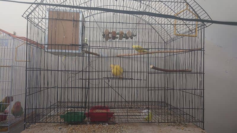 Huge cage with box with parrots for sale 0