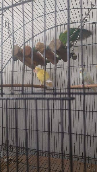 Huge cage with box with parrots for sale 1