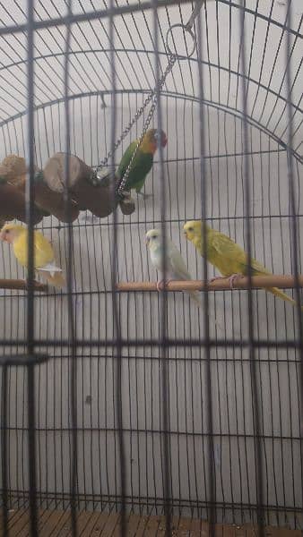 Huge cage with box with parrots for sale 2