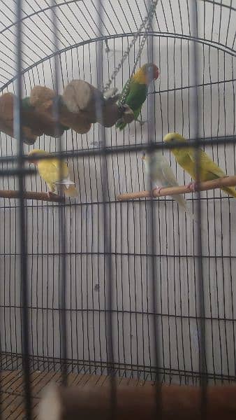 Huge cage with box with parrots for sale 3