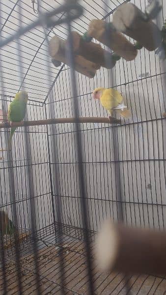 Huge cage with box with parrots for sale 4