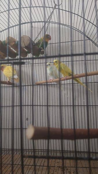 Huge cage with box with parrots for sale 5