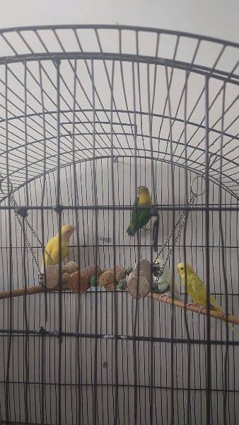 Huge cage with box with parrots for sale 6