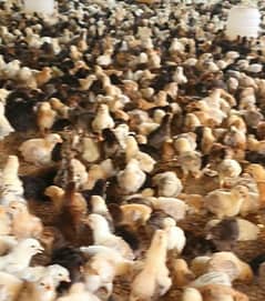 100rs per piece 12 days Chicks