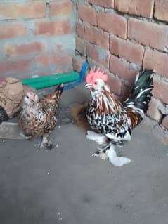 Cook and hen pair aviable for sale