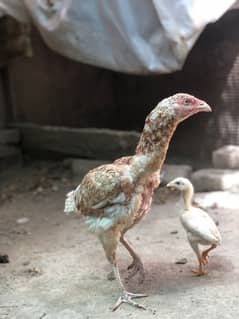 Two aseel shamoo female hen