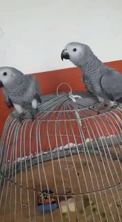 0324-65-45-970 WhatsApp African grey parrot for sale