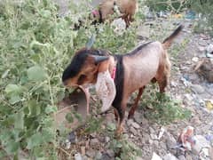 Bakra For Qurbani 2 Daant Full Active For Sale 0