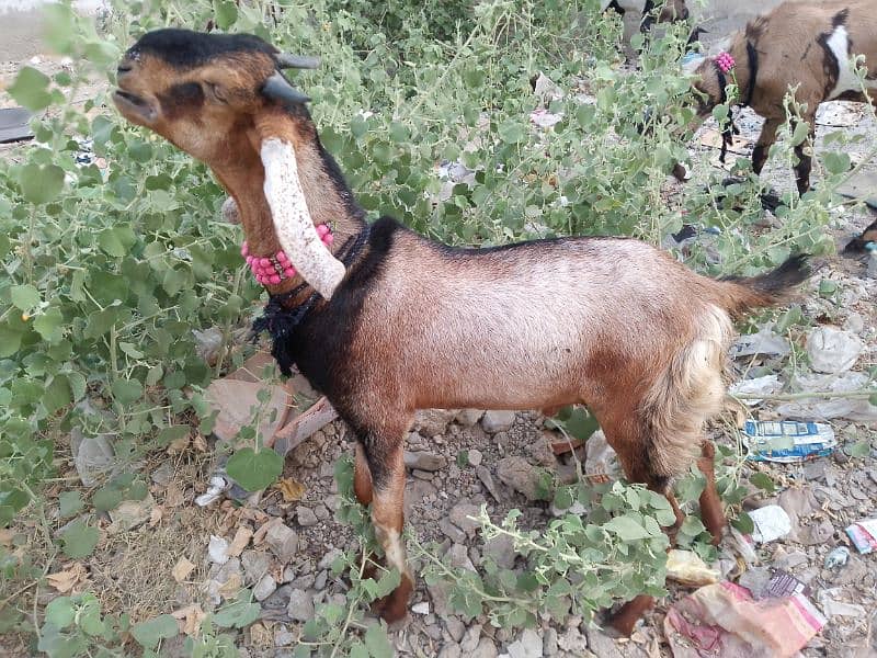 Bakra For Qurbani 2 Daant Full Active For Sale 1