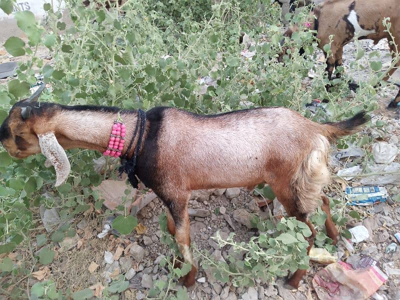 Bakra For Qurbani 2 Daant Full Active For Sale 2
