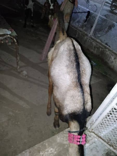 Bakra For Qurbani 2 Daant Full Active For Sale 3