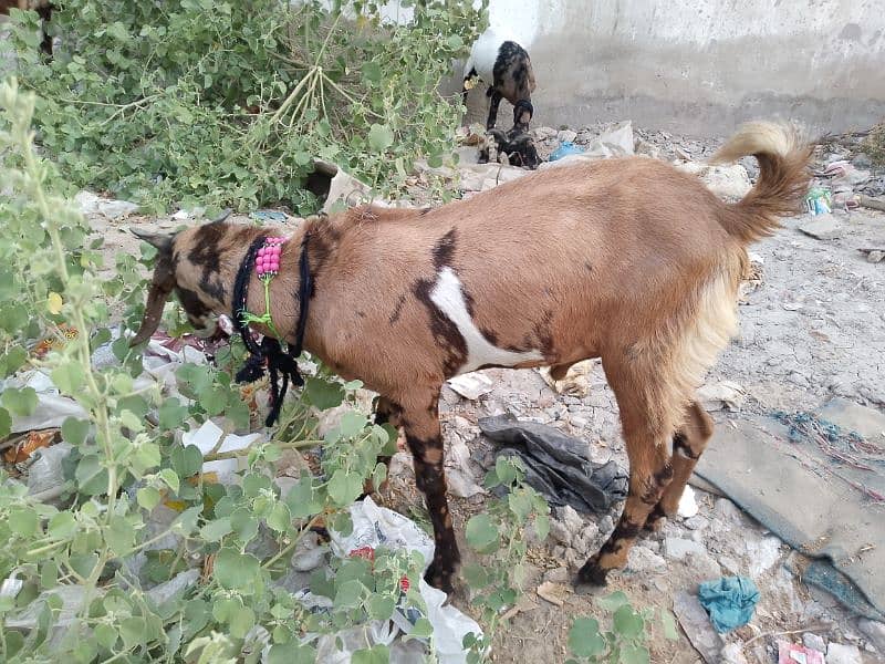Bakra For Qurbani 2 Daant Full Active For Sale 5