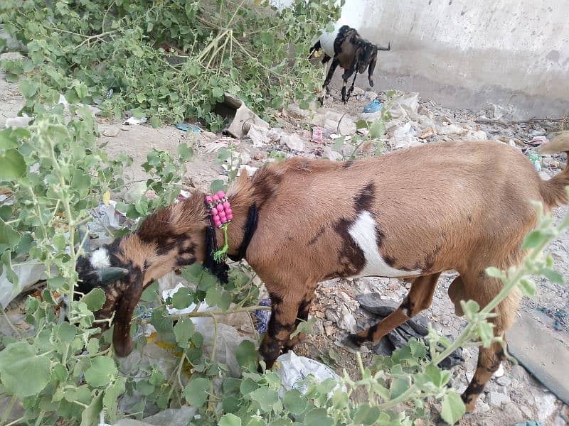 Bakra For Qurbani 2 Daant Full Active For Sale 6