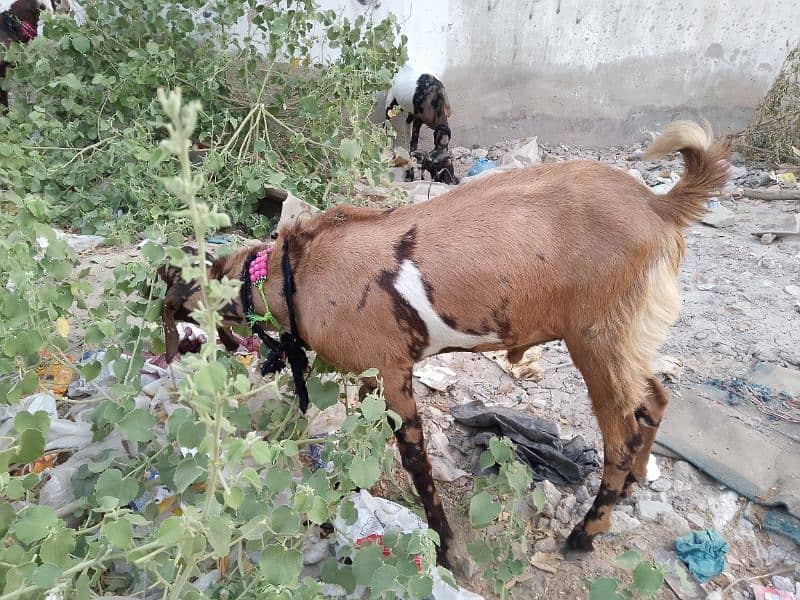 Bakra For Qurbani 2 Daant Full Active For Sale 7