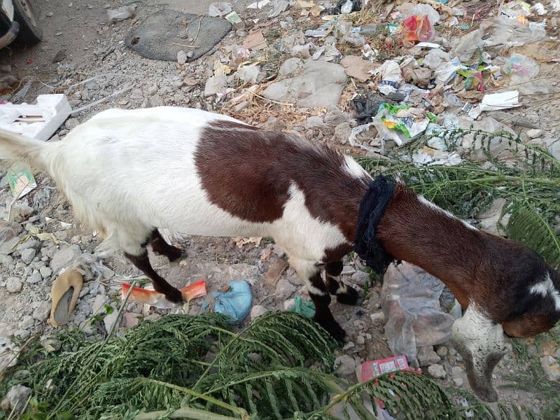 Bakra For Qurbani 2 Daant Full Active For Sale 15