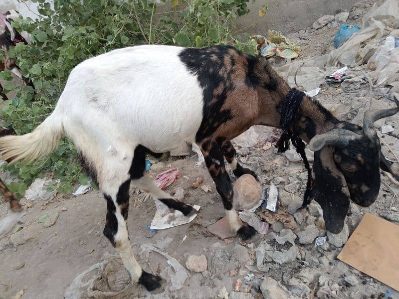 Bakra For Qurbani 2 Daant Full Active For Sale 18