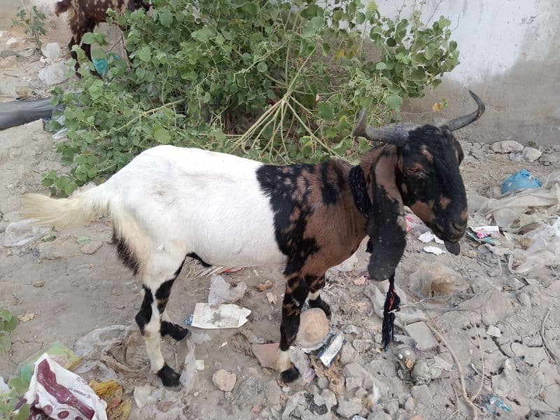 Bakra For Qurbani 2 Daant Full Active For Sale 19