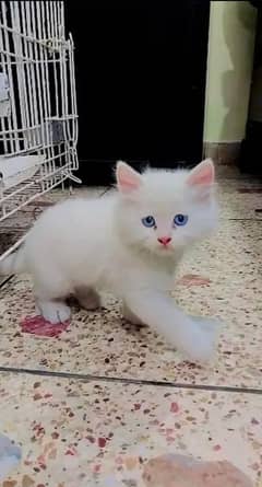 Persian Triple Coated Kitten