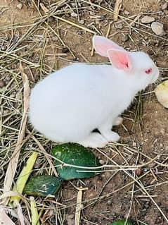 2000 ka Set. 1 male & 2 females pure White Rabbits & Red eyes . .