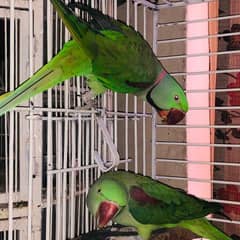 Raw parrot talking breeder  pair for sale
