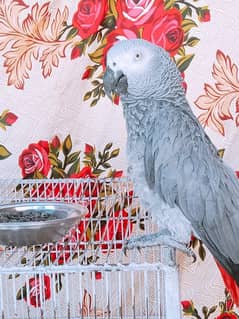 03307591382cal wathsap African gerry parrot arjunt for sale ag 2years