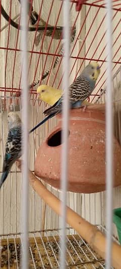 breeder budgies with eggs for sale