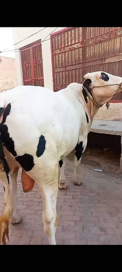 qurbani cow