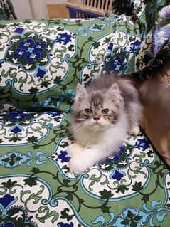 Persian calico Punch Face Female Cat for Sale03218126414