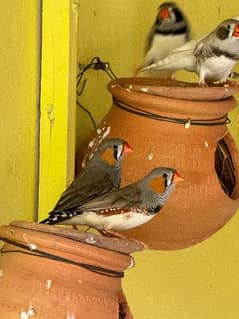 Finches Breeder Pairs