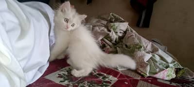 beautiful Persian white cat