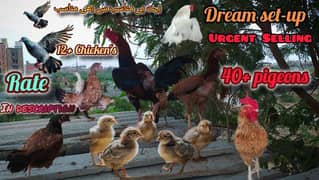 Urgent sell my Chicken's hens + 40 above pigeon demanding price