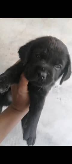 British Labrador retriever puppies available for sale