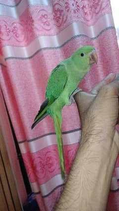Ringneck Parrot Age 7 Months For Sell