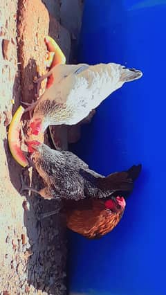 Egg laying hens for sale