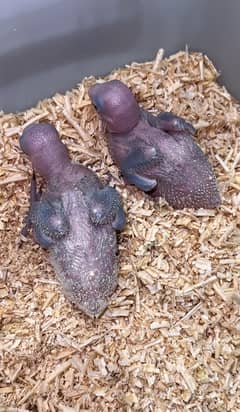 Raw PARROT CHIKS FOR Sale