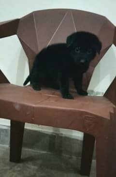 German Shepherd Black ( female pup) available