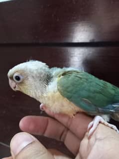 blue conure chick/extream high red conure parrots