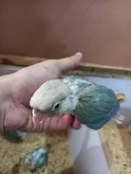 blue conure chick/extream high red conure parrots 1
