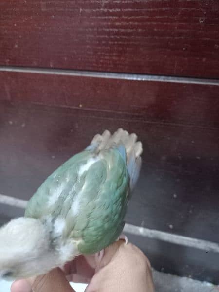 blue conure chick/extream high red conure parrots 2