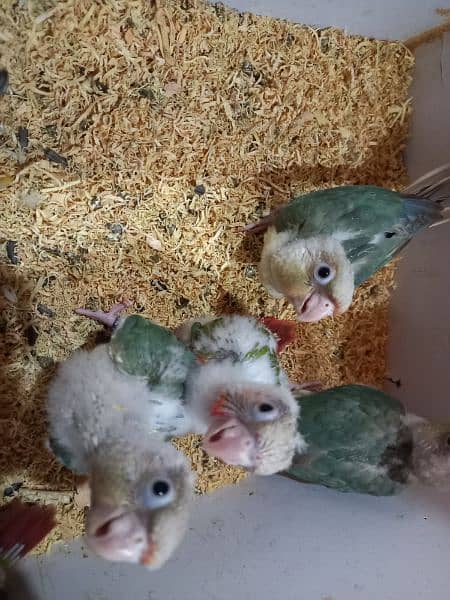 blue conure chick/extream high red conure parrots 3