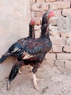 pure aseel chiks home breed 8 to 9 months
